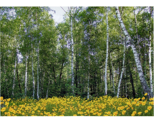 Фотошпалери Арт-Декор "Лісові красуні" 134х194см